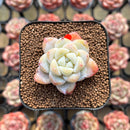 Echeveria 'Icy Green' 1" Succulent Plant Cutting