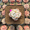 Echeveria 'Icy Green' 1" Succulent Plant Cutting