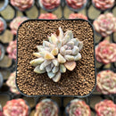 Echeveria 'Star Valley' 1"-2" Succulent Plant Cutting