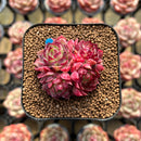 Echeveria 'Butterfly Wings' 2" Cluster Succulent Plant Cutting
