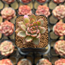 Echeveria 'Hui' 1" Small Succulent Plant Cutting