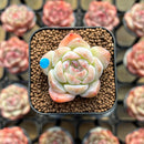 Echeveria 'The Moon' 1"-2" Succulent Plant Cutting