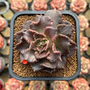 Echeveria 'Super Bowl' 2"-3" Succulent Plant Cutting