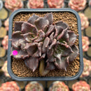 Echeveria 'Super Bowl' 3" Double Head Succulent Plant Cutting