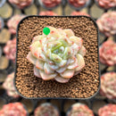 Echeveria 'Glazed Calyx' 2" Succulent Plant Cutting