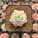 Echeveria 'Glazed Calyx' 2" Succulent Plant Cutting