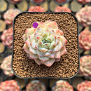 Echeveria 'Glazed Calyx' 2" Succulent Plant Cutting