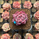 Echeveria 'Cranberry' 1" Succulent Plant Cutting