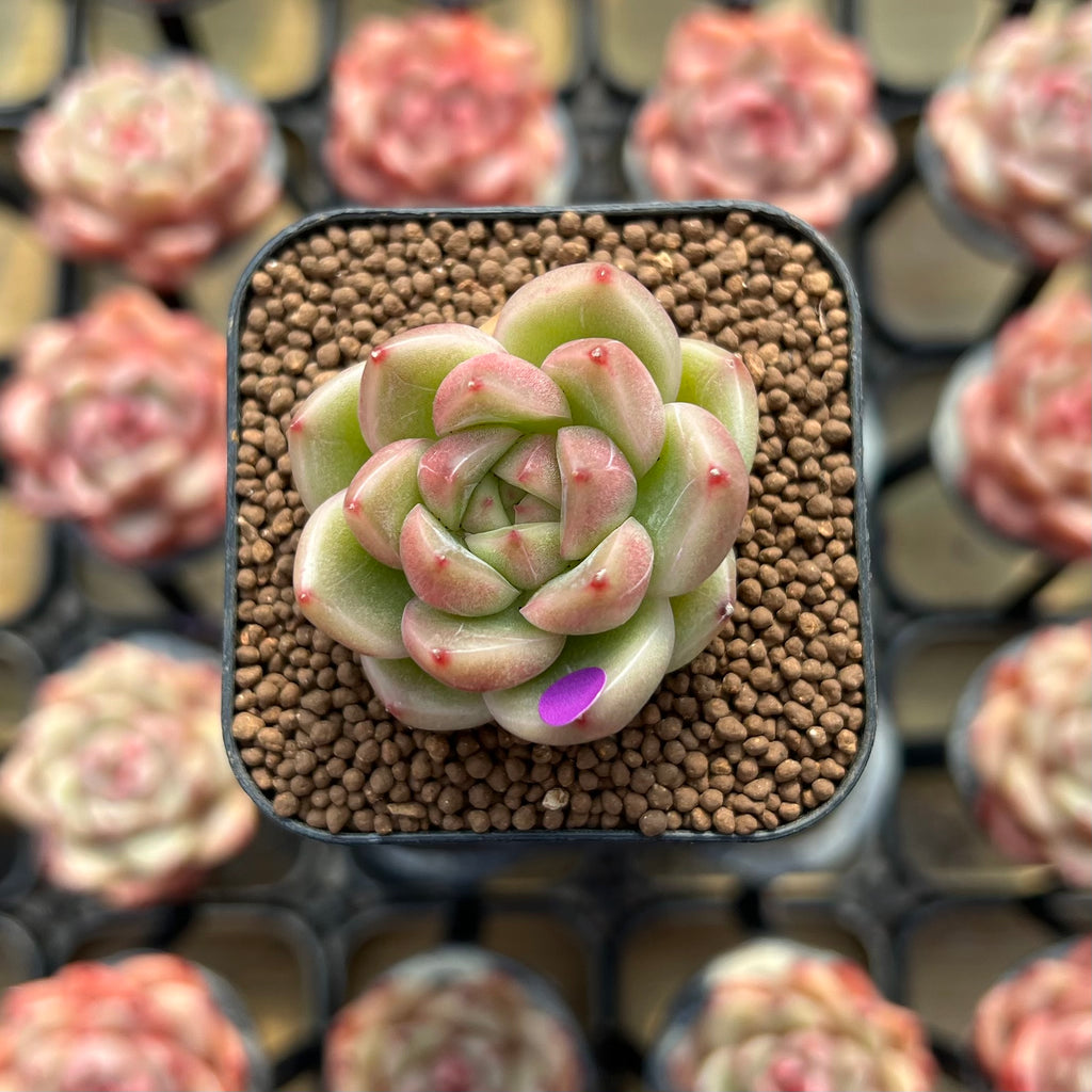 Echeveria 'Sky Jenny' 1
