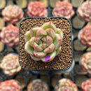 Echeveria 'Sky Jenny' 1"-2" Succulent Plant Cutting