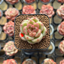 Echeveria 'Sky Jenny' 1"-2" Succulent Plant Cutting