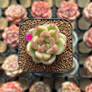 Echeveria 'Sky Jenny' 1"-2" Succulent Plant Cutting