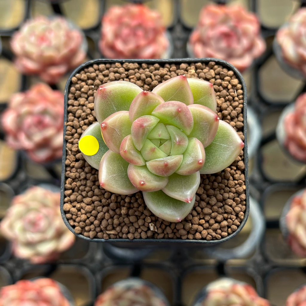Echeveria 'Sky Jenny' 1