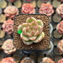 Echeveria Hybrid sp. 1"-2" Succulent Plant Cutting