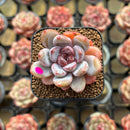 Echeveria 'Miss Jin' 1"-2" Succulent Plant Cutting