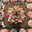Echeveria Purposorum x Longissima Carunculated 2" Succulent Plant Cutting
