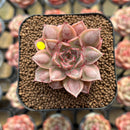 Echeveria Purposorum x Longissima Carunculated 2" Succulent Plant Cutting