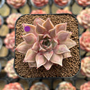 Echeveria Purposorum x Longissima Carunculated 2" Succulent Plant Cutting
