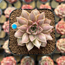 Echeveria Purposorum x Longissima Carunculated 2" Succulent Plant Cutting