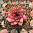 Echeveria Purposorum x Longissima Carunculated 2" Succulent Plant Cutting