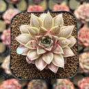 Echeveria Purposorum x Longissima Carunculated 2" Succulent Plant Cutting