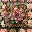 Echeveria Purposorum x Longissima Carunculated 2" Succulent Plant Cutting