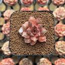 Echeveria Purposorum x Longissima Carunculated 2" Succulent Plant Cutting