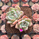 Echeveria 'Illaoi' 2" Succulent Plant Cutting