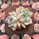 Echeveria 'Illaoi' 2" Succulent Plant Cutting