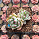 Echeveria 'Illaoi' 2" Succulent Plant Cutting