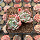 Echeveria 'Illaoi' 2" Succulent Plant Cutting