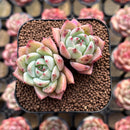 Echeveria 'Illaoi' 2" Succulent Plant Cutting