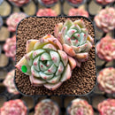 Echeveria 'Illaoi' 2" Succulent Plant Cutting