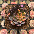 Echeveria 'Black Prince' Variegated 2" Succulent Plant Cutting
