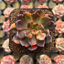 Echeveria 'Black Prince' Variegated 2" Succulent Plant Cutting