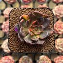 Echeveria 'Black Prince' Variegated 2" Succulent Plant Cutting