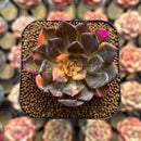 Echeveria 'Black Prince' Variegated 2" Succulent Plant Cutting