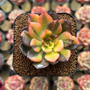 Echeveria 'Black Prince' Variegated 2" Succulent Plant Cutting