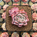 Echeveria 'Cranberry' 1" Succulent Plant Cutting
