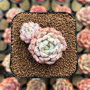 Echeveria 'Mexican Girl' 1" Succulent Plant Cutting