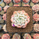 Echeveria sp. 1"-2" Succulent Plant Cutting