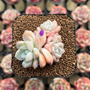 Graptosedum sp. 1" Succulent Plant Cutting