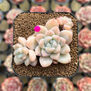 Graptosedum sp. 1" Succulent Plant Cutting