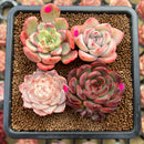 Set of Four 1"-2" Echeveria Succulent Plant Cuttings