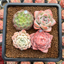 Set of Four 1"-2" Echeveria Succulent Plant Cuttings