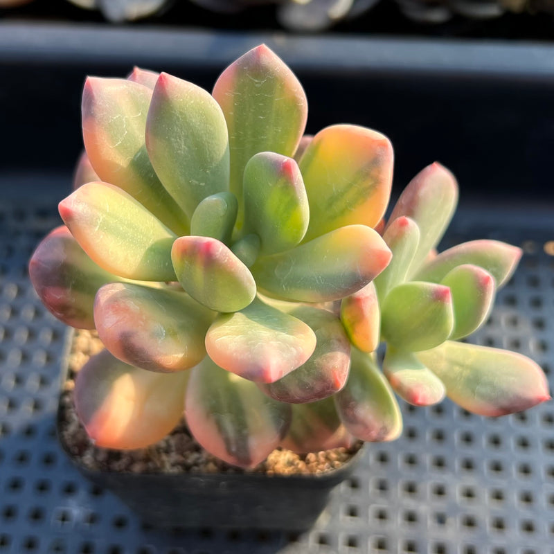 dr cornelius succulent Pachyphytum 'Doctor Cornelius' Variegated 3" Succulent Plant – True Succulents  Plant Co