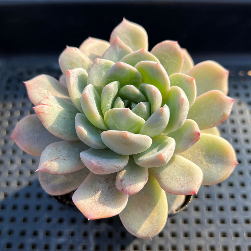 mutated succulent Echeveria sp. Mutated Succulent Plant Cutting