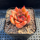 Echeveria Agavoides sp. 2" Succulent Plant Cutting