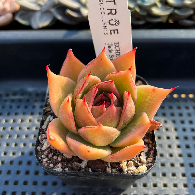 Echeveria 'Jade Star' 2