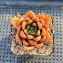 Echeveria 'Black Queen' Hybrid 3"-4" Seed-Grown Succulent Plant